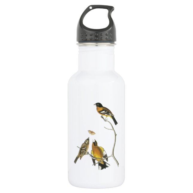 Botella De Agua Grosbeak de cabeza negra por Audubon (Anverso)