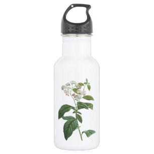 Botella De Agua heliotropo (Heliotropio corymbosum) por Redouté