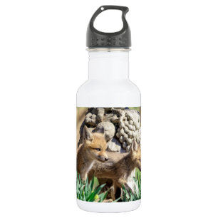 Botella De Agua Kits de Fox en el Valle de Hudson