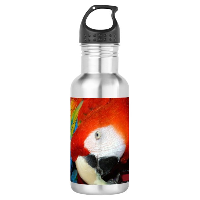Botella De Agua Macaw curioso (Anverso)