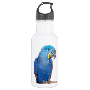 Botella De Agua Macaw del jacinto