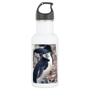 Botella De Agua Pájaro pingüino animal morado agua blanca negra