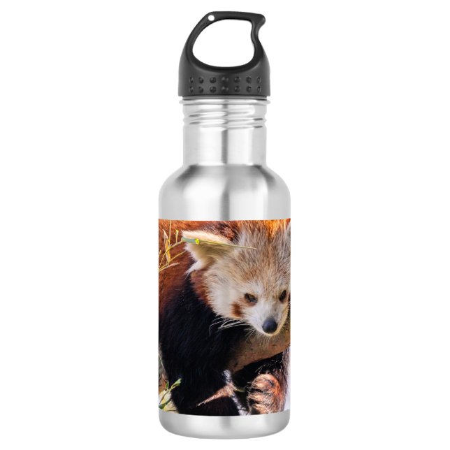 Botella De Agua Panda rojiza perezosa (Anverso)