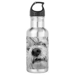 Botella De Agua Perro Coton de Tulear