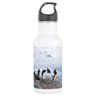 Botella De Agua Pingüinos en la Antártida