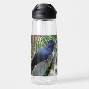 Botella De Agua Plumas Negras: Loros Negros Australianos