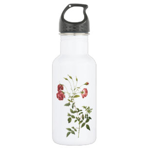 Botella De Agua rosa de té (Rosa indica sertulata) por Redouté