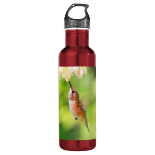 Botella De Agua Rufous Hummingbird Sips Blueberry Blossom Néctar