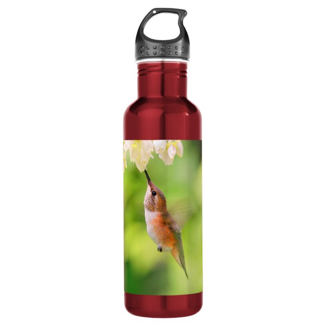 Botella De Agua Rufous Hummingbird Sips Blueberry Blossom Néctar (Anverso)
