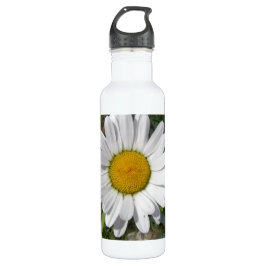 Botella De Agua Shasta Daisy (Chrysanthemum máximo)