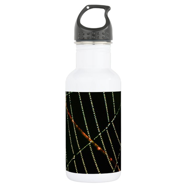 Botella De Agua Spider Web (Anverso)