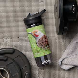 Botella De Agua Stunning Northern Flicker Foraging in the Grass