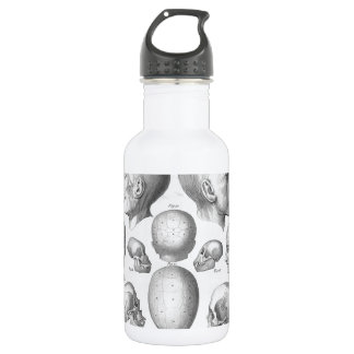 Botella De Agua Tipos del cráneo