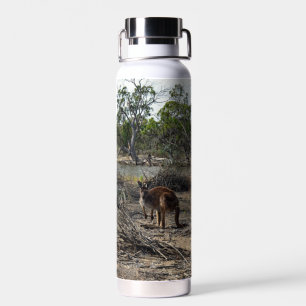 Botella De Agua Un momento tranquilo: el canguro australiano en Bi