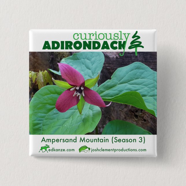 Botón Adirondack curiosamente (Ampersand Trillium) (Anverso)