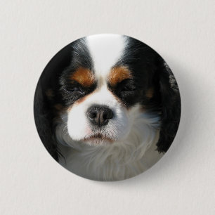 Botón adorable del perro de aguas de rey Charles