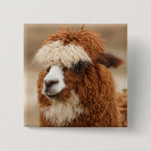 botón Alpaca