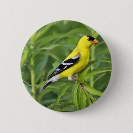 Botón americano del Goldfinch