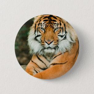 Botón anaranjado del tigre
