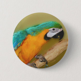 botón Animal de loro dorado azul