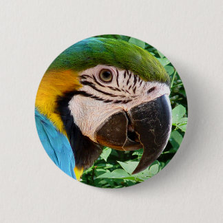 Botón azul del loro del Macaw