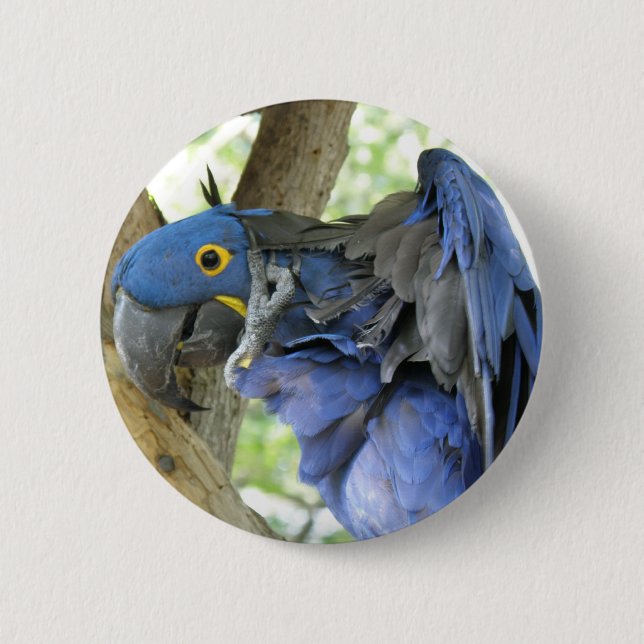 Botón azul del Macaw (Anverso)