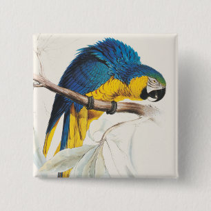 Botón azul y amarillo de Maccaw