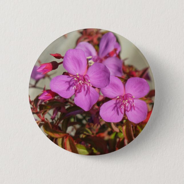 botón Begonia (Anverso)