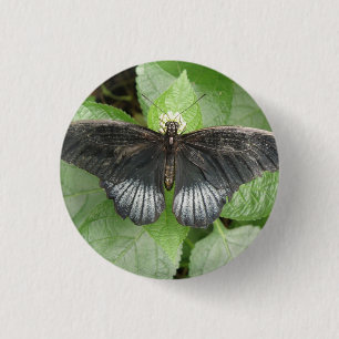 botón bonito de mariposa tropical y flores