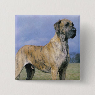 Botón Brindle de great dane