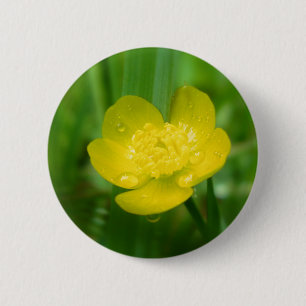 botón Buttercup de Apalache