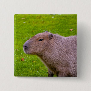 Botón Capybara
