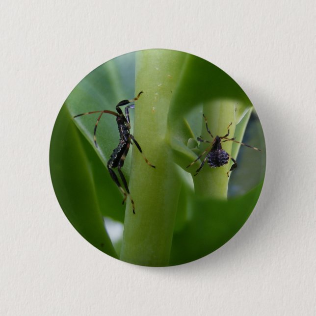 Botón con base del ~ del insecto de la hoja (Anverso)
