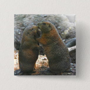 Botón con los pares lindos de la marmota
