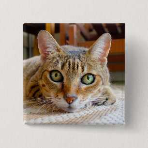 botón Cortar gato