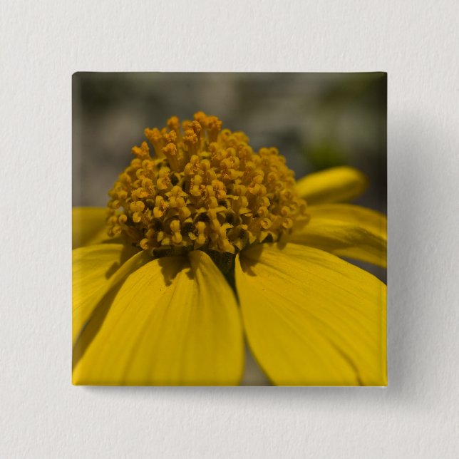 botón Cuadrado de Brittlepincel Desértico (Anverso)