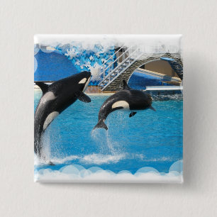Botón cuadrado de las ballenas de la orca