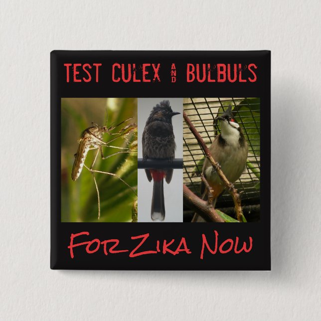 botón Culex & Bulbuls de prueba de RoseWrites (Anverso)