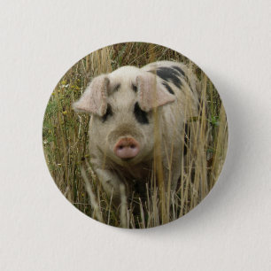 botón Cuto Pig