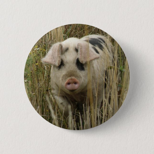 botón Cuto Pig (Anverso)