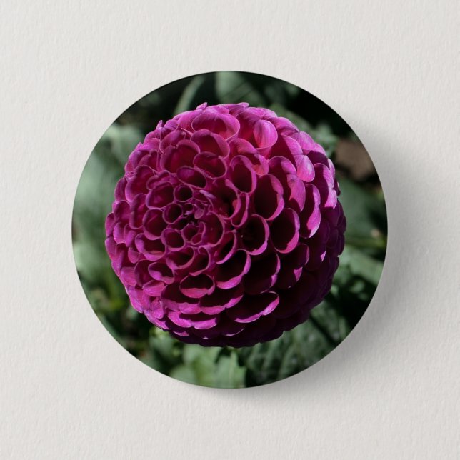 Botón Dahlia púrpura (Anverso)
