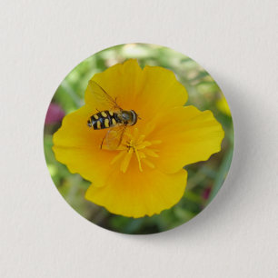 botón de amapola y amapola californiana