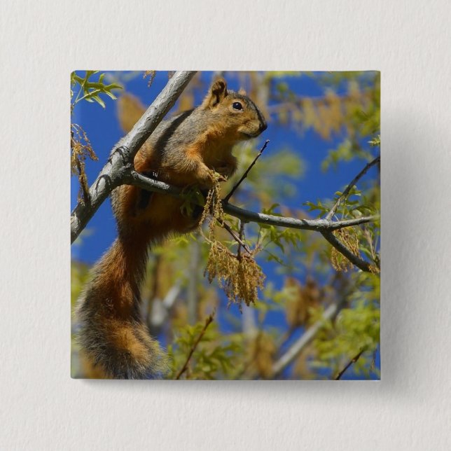 Botón de ardilla (Anverso)