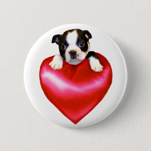 Botón de Boston Terrier del amor