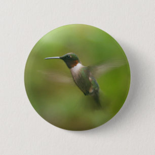 Botón de colibrí para el garganta del tirón mascul