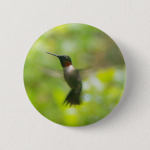 Botón de colibrí para el garganta del tirón mascul