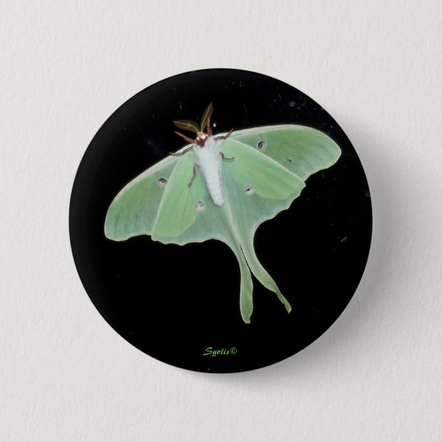 Botón de Insecto Polilla Luna (Anverso)