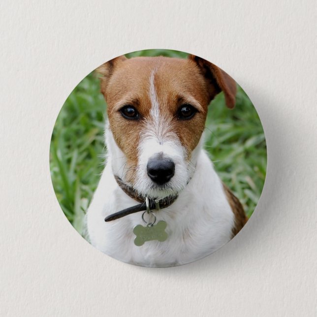 Botón de Jack Russell Terrier (Anverso)