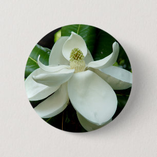 Botón de la floración de la magnolia
