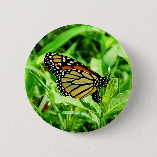 Botón de la mariposa de monarca (Anverso)